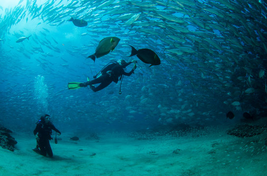 divers and Trevally Baitball, Cabo pulmo, mexico.