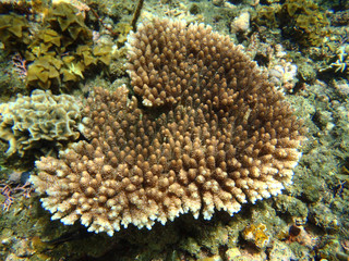 Naklejka na ściany i meble Beautiful Corals
