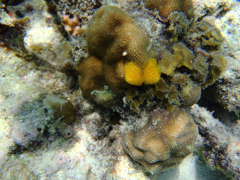 Christmas tree worm