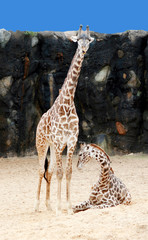 Giraffe Mom and Baby