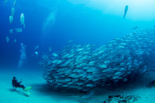 Trevally Baitball, cabo pulmo, mexico.