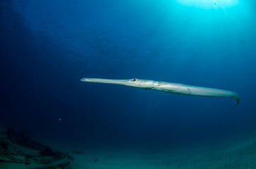 trumpetfish