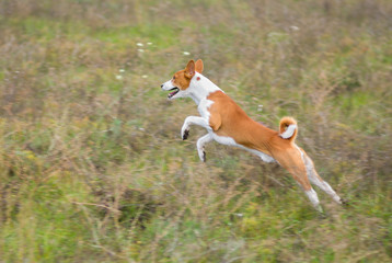Fototapeta na wymiar Gorgeous basenji dog in jump