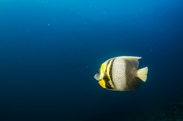 Obraz premium fish from the reefs of the sea of cortez