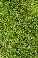 Texture of moss