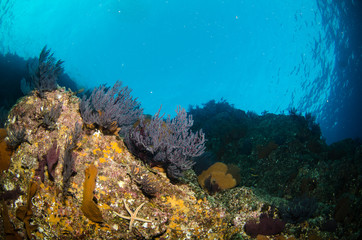 Views from pacific reefs