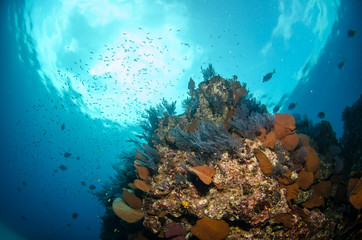 Views from pacific reefs