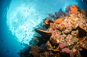 Naklejka premium Views from pacific reefs