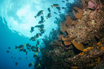 Fototapeta na wymiar Views from pacific reefs