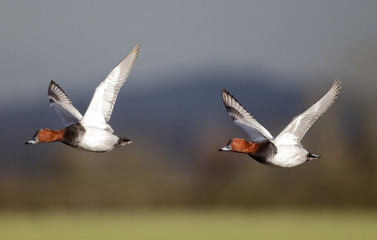 Pochard, Aythya ferina