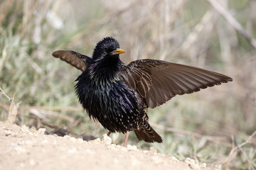 Starling, Sturnus vulgaris,