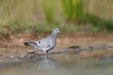 Stock dove, Columba oenas