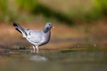 Stock dove, Columba oenas
