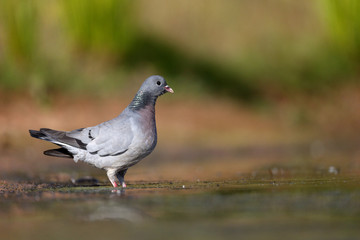 Stock dove, Columba oenas