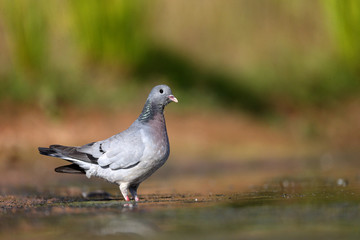 Stock dove, Columba oenas
