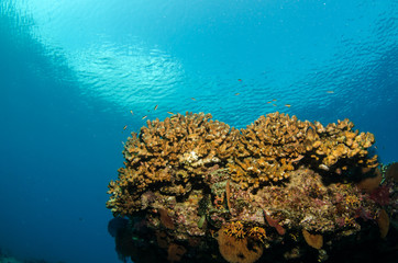 Fototapeta na wymiar Views from pacific reefs