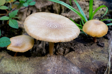Wild Mushrooms on a Timber