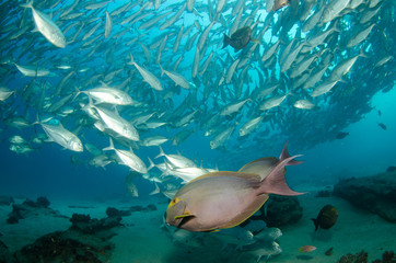 Fototapeta premium surgeonfish, sea of cortez