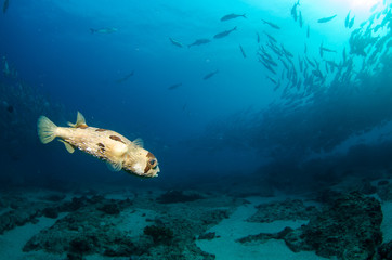 Obraz na płótnie Canvas porcupinefish