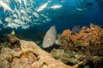 Grouper, pacific reefs.
