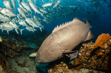 Fototapeta premium Grouper, pacific reefs.