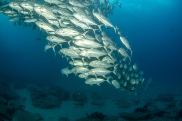 Trevally baitball © leonardogonzalez