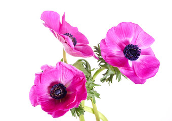 pink anemones