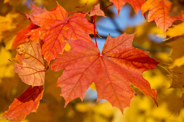Naklejka na ściany i meble Closeup of maple leaves.