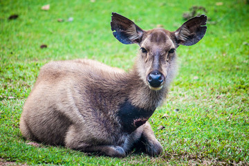 Deer at Khao Yai National Park, Thailand