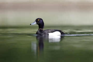 Tufted duck, Aythya fuligula