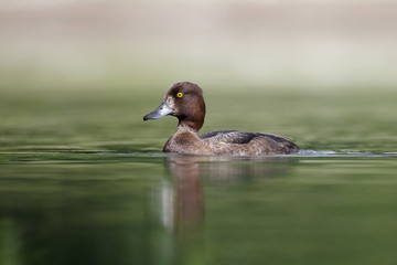 Tufted duck, Aythya fuligula