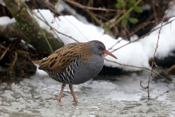 Water rail, Rallus aquaticus