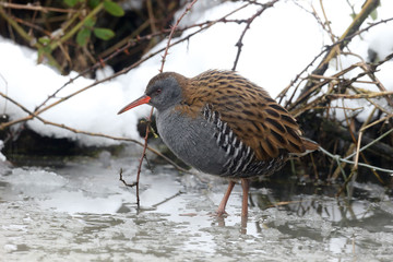 Water rail, Rallus aquaticus