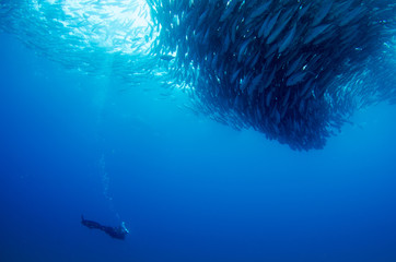 Trevally baitball © leonardogonzalez