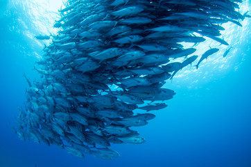 Trevally baitball © leonardogonzalez