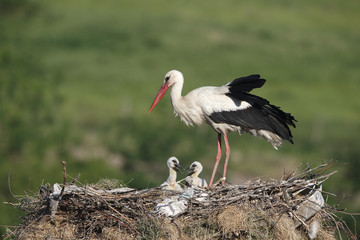 White stork, Ciconia ciconia