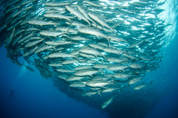 Trevally baitball © leonardogonzalez
