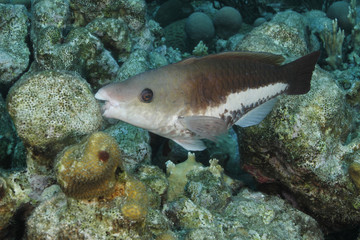 Queen Parrotfish - Intiial Phase - Bonaire