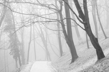 White forest park and vanishing path in fog