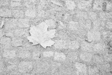 Single maple leaf on pavement covered by white frost