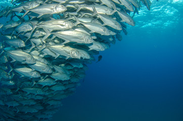Trevally baitball © leonardogonzalez