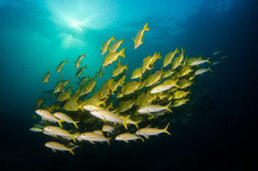 Fototapeta na wymiar Ryby z rafy Morza Corteza