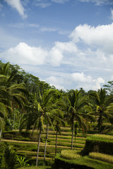 Fototapeta na wymiar Green rice fields on Bali island