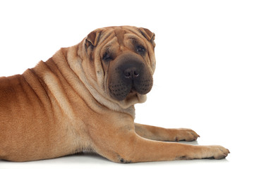 Beautiful Shar Pei Dog Breed