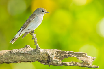Red-throated Flycatcher on the branch in nature