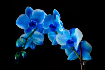 Naklejka na ściany i meble Orchidea niebieski szafir