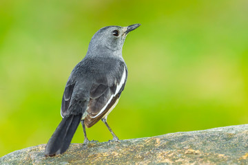 Young Oriental Magpie Robin in nature