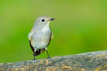 Front side of Red-throated Flycatcher  in nature