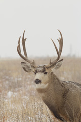 Mule deer Buck Portrait in Snow