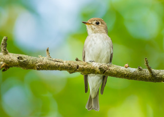 Asian Brown Flycatcher (Muscicapa latirostris) on the branch